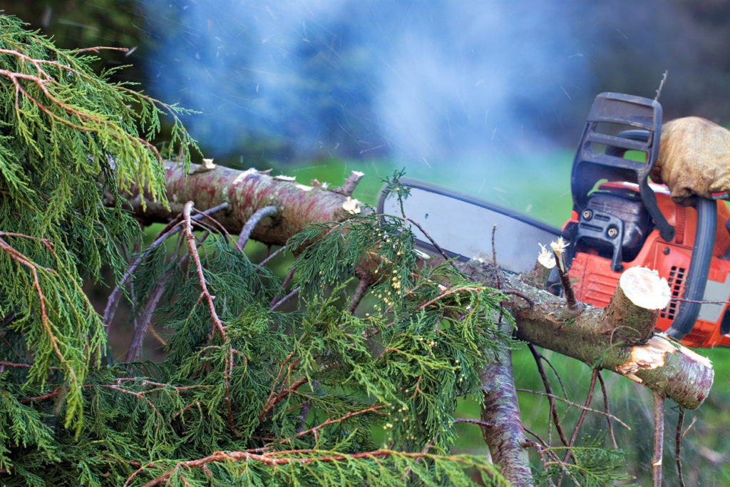 Lots of smoke and chips of wood flying about. Focus on near branches - saw blurred.