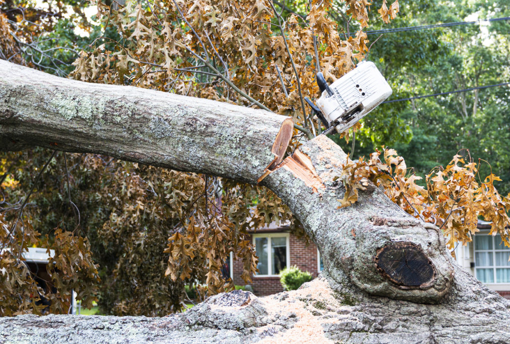 While removing a tree that fell from hurricaine Isaias I chainsaw is stuck in the tree as the branch bends.