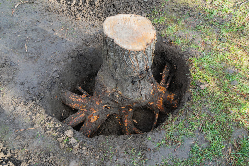 Stump of fruit tree was dug up from all sides with a shovel. Close-up. Thick roots are cleared of soil for removal with chainsaw. Blurred background. Selective focus