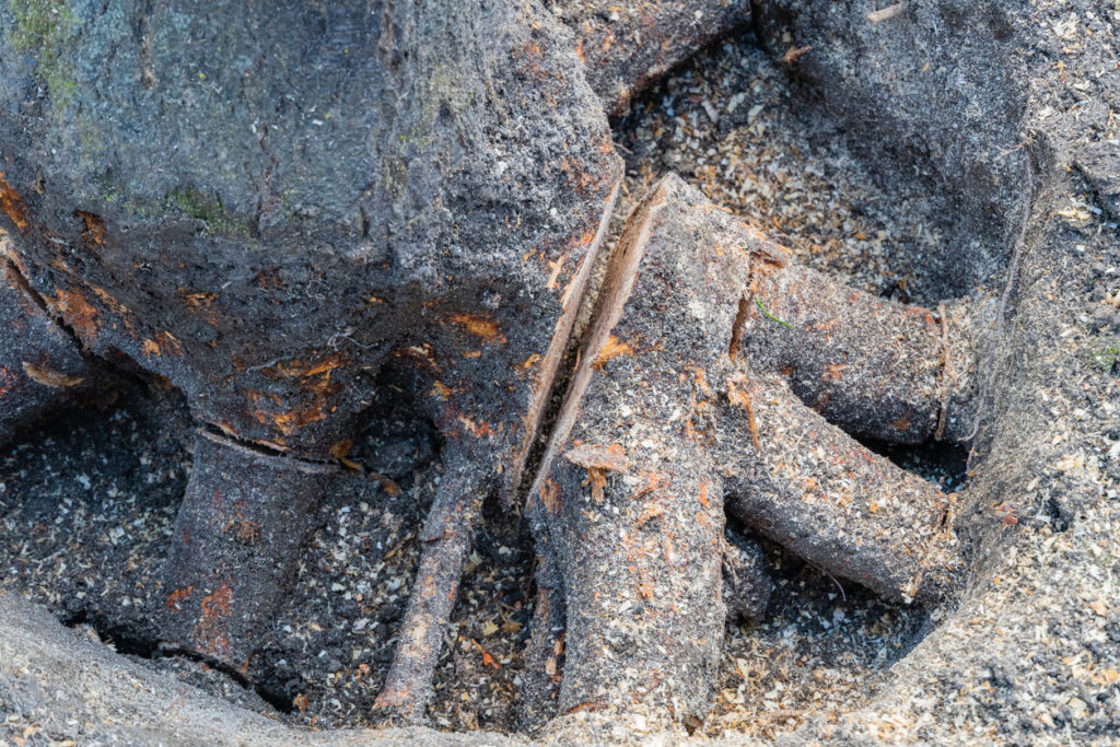 Stump of fruit tree was dug from all sides with shovel. Close-up. Thick roots are cleared of soil and sawn from trunk with chainsaw. Blurred background. Around stump sawdust from cut roots.