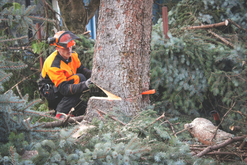 A man cutting the tree from bottom. Footage from behind Arborist.