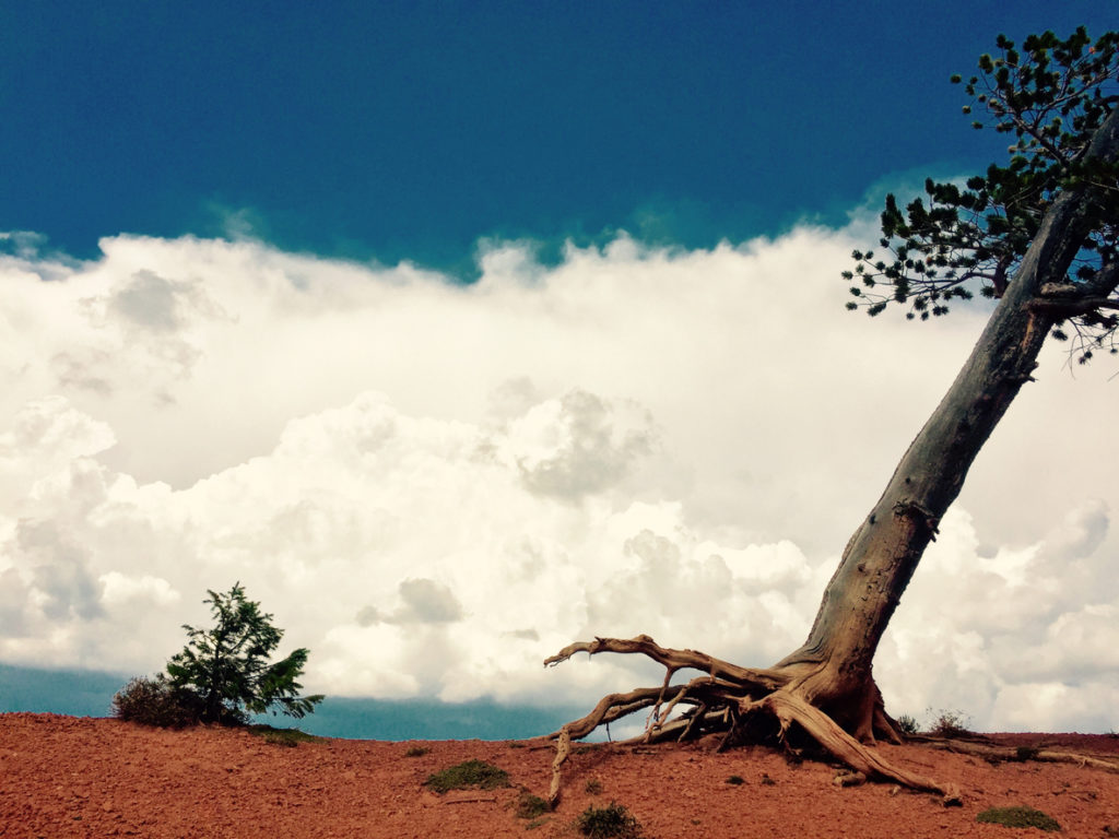 Tree leaning away nature abstract