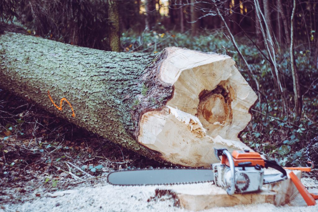 A chainsaw sits on a tree stump with the felled tree behind it.